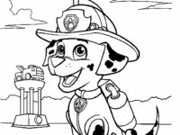 Marshall Patrulla Canina Feliz 90 scaled