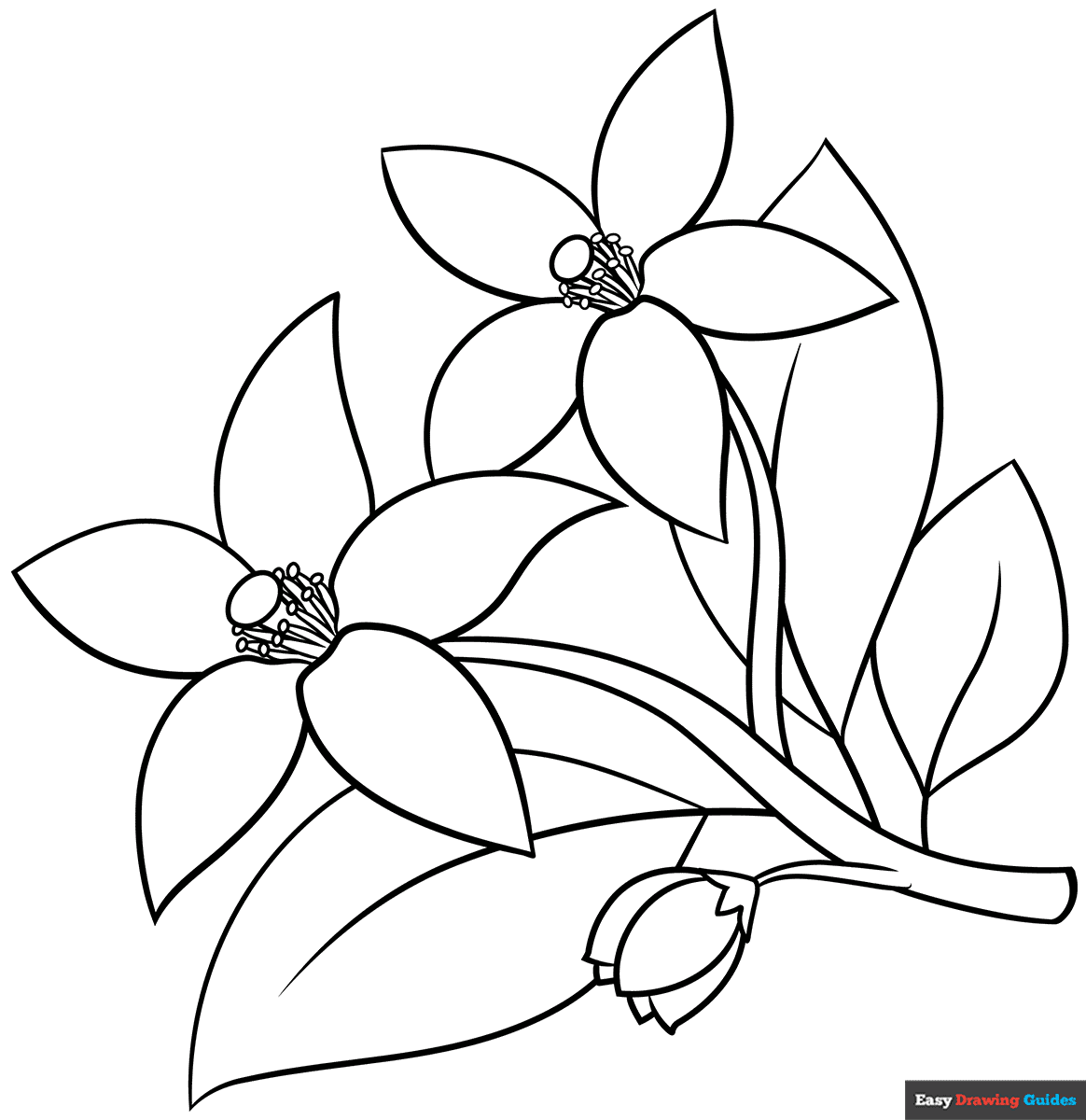 2499 orange blossom coloring image 1200w