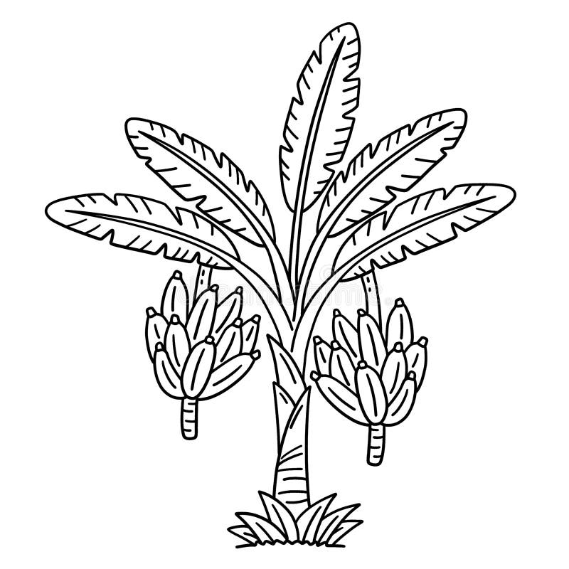 banana plant fruit isolated coloring page cute funny provides hours fun children to color very easy suitable 367614443