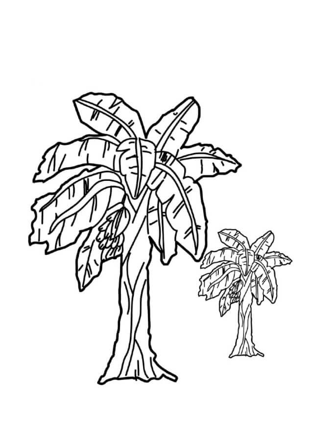 banana trees coloring