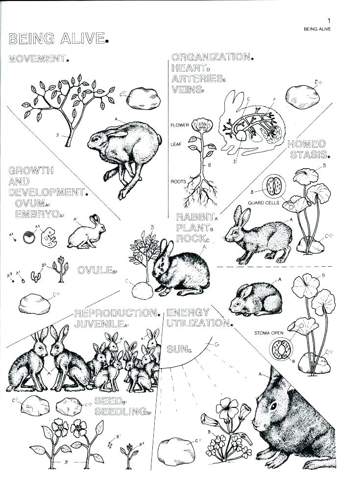 biology coloring pages 23