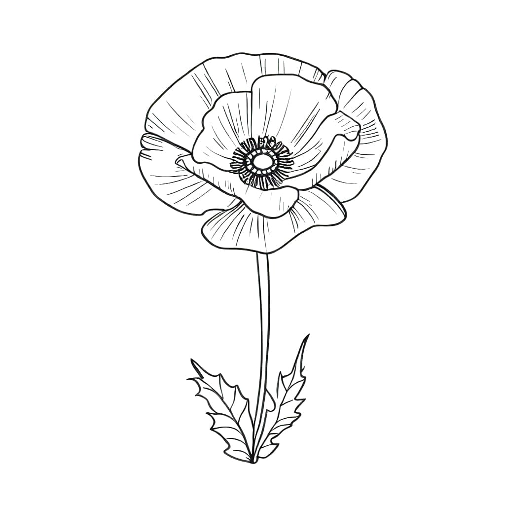 perfect poppy flower coloring