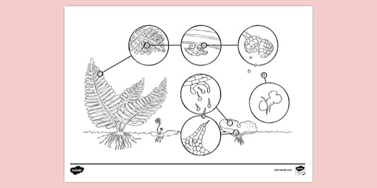 t tp 2662320 biology coloring book pages ver 1