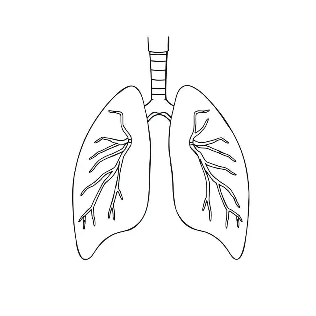 Respiratory System Coloring Page